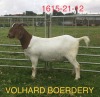 LOT 29 1X BOER GOAT STUD DOE VOLHARD BOERDERY - 2