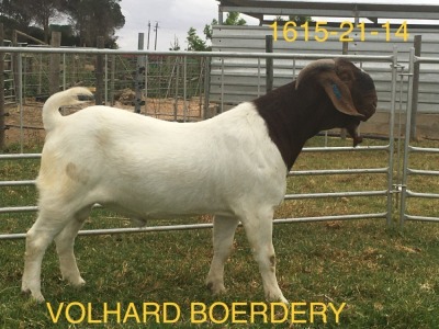 WITHDRAWN - LOT 113 1X BOER GOAT BUCK VOLHARD BOERDERY