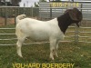 WITHDRAWN - LOT 113 1X BOER GOAT BUCK VOLHARD BOERDERY - 2