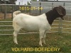 WITHDRAWN - LOT 113 1X BOER GOAT BUCK VOLHARD BOERDERY - 3