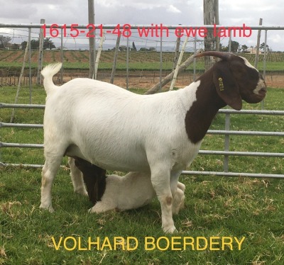 WITHDRAWN - LOT 28 1+1X BOER GOAT DOE VOLHARD BOERDERY