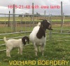 WITHDRAWN - LOT 28 1+1X BOER GOAT DOE VOLHARD BOERDERY - 2