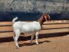 LOT 96 1X BOER GOAT FLOCK DOE COMPION BOERBOKKE