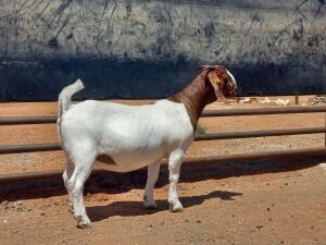 LOT 96 1X BOER GOAT FLOCK DOE COMPION BOERBOKKE