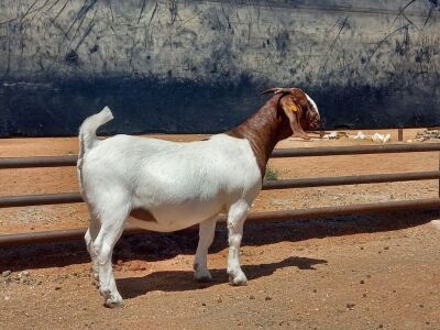 LOT 96 1X BOER GOAT FLOCK DOE COMPION BOERBOKKE