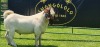 LOT 2 1X BOER GOAT FLOCK BUCK SHONGOLOLO BOERBOK STOET 1563