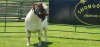 LOT 2 1X BOER GOAT FLOCK BUCK SHONGOLOLO BOERBOK STOET 1563 - 2