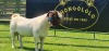 LOT 2 1X BOER GOAT FLOCK BUCK SHONGOLOLO BOERBOK STOET 1563 - 3