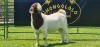 LOT 4 1X BOER GOAT FLOCK BUCK SHONGOLOLO BOERBOK STOET 1563