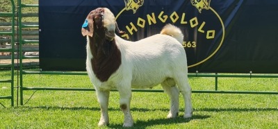 LOT 4 1X BOER GOAT FLOCK BUCK SHONGOLOLO BOERBOK STOET 1563