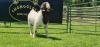 LOT 4 1X BOER GOAT FLOCK BUCK SHONGOLOLO BOERBOK STOET 1563 - 3