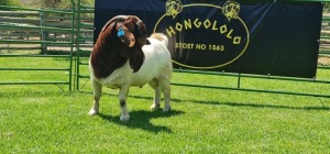 LOT 6 1X BOER GOAT STUD BUCK SHONGOLOLO BOERBOK STOET 1563