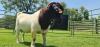 LOT 6 1X BOER GOAT STUD BUCK SHONGOLOLO BOERBOK STOET 1563 - 2