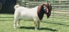 LOT 6 1X BOER GOAT STUD BUCK SHONGOLOLO BOERBOK STOET 1563 - 3