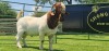 LOT 14 1X BOER GOAT PS BUCK SHONGOLOLO BOERBOK STOET 1563