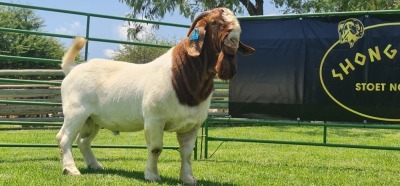 LOT 14 1X BOER GOAT PS BUCK SHONGOLOLO BOERBOK STOET 1563