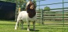 LOT 14 1X BOER GOAT PS BUCK SHONGOLOLO BOERBOK STOET 1563 - 2