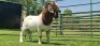 LOT 14 1X BOER GOAT PS BUCK SHONGOLOLO BOERBOK STOET 1563 - 3