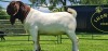 LOT 16 1X BOER GOAT FLOCK BUCK SHONGOLOLO BOERBOK STOET 1563