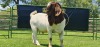 LOT 16 1X BOER GOAT FLOCK BUCK SHONGOLOLO BOERBOK STOET 1563 - 2