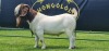 LOT 12 1X BOER GOAT FLOCK BUCK SHONGOLOLO BOERBOK STOET 1563