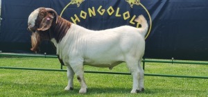 LOT 12 1X BOER GOAT FLOCK BUCK SHONGOLOLO BOERBOK STOET 1563