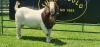 LOT 12 1X BOER GOAT FLOCK BUCK SHONGOLOLO BOERBOK STOET 1563 - 2