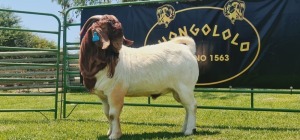 LOT 8 1X BOER GOAT FLOCK BUCK SHONGOLOLO BOERBOK STOET 1563