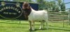 LOT 8 1X BOER GOAT FLOCK BUCK SHONGOLOLO BOERBOK STOET 1563 - 2