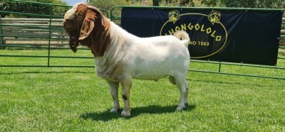 LOT 18 1X BOER GOAT FLOCK BUCK SHONGOLOLO BOERBOK STOET 1563