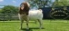 LOT 18 1X BOER GOAT FLOCK BUCK SHONGOLOLO BOERBOK STOET 1563 - 2