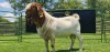 LOT 18 1X BOER GOAT FLOCK BUCK SHONGOLOLO BOERBOK STOET 1563 - 3