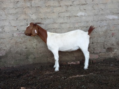 1X BOERBOK OOI/EWE Suzanne Van Dyk Boerbokstoet nr. 1714 - KUDDE