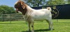 LOT 18 1X BOER GOAT FLOCK BUCK SHONGOLOLO BOERBOK STOET 1563 - 4