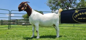 LOT 24 1X BOER GOAT FLOCK PREGNANT DOE SHONGOLOLO BOERBOK STOET 1563