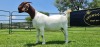 LOT 24 1X BOER GOAT FLOCK PREGNANT DOE SHONGOLOLO BOERBOK STOET 1563 - 2