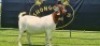 LOT 24 1X BOER GOAT FLOCK PREGNANT DOE SHONGOLOLO BOERBOK STOET 1563 - 3