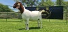 LOT 24 1X BOER GOAT FLOCK PREGNANT DOE SHONGOLOLO BOERBOK STOET 1563 - 4