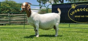 LOT 28 1X BOER GOAT FLOCK PREGNANT DOE SHONGOLOLO BOERBOK STOET 1563