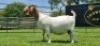 LOT 28 1X BOER GOAT FLOCK PREGNANT DOE SHONGOLOLO BOERBOK STOET 1563 - 2