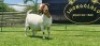 LOT 28 1X BOER GOAT FLOCK PREGNANT DOE SHONGOLOLO BOERBOK STOET 1563 - 3