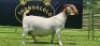 LOT 28 1X BOER GOAT FLOCK PREGNANT DOE SHONGOLOLO BOERBOK STOET 1563 - 4