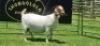 LOT 28 1X BOER GOAT FLOCK PREGNANT DOE SHONGOLOLO BOERBOK STOET 1563 - 5
