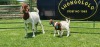 LOT 26 1+2X BOER GOAT FLOCK DOE SHONGOLOLO BOERBOK STOET 1563