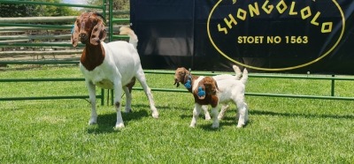 LOT 26 1+2X BOER GOAT FLOCK DOE SHONGOLOLO BOERBOK STOET 1563