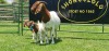 LOT 26 1+2X BOER GOAT FLOCK DOE SHONGOLOLO BOERBOK STOET 1563 - 3