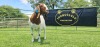 LOT 30 1X BOER GOAT FLOCK PREGNANT DOE SHONGOLOLO BOERBOK STOET 1563