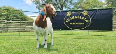 LOT 30 1X BOER GOAT FLOCK PREGNANT DOE SHONGOLOLO BOERBOK STOET 1563