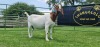 LOT 30 1X BOER GOAT FLOCK PREGNANT DOE SHONGOLOLO BOERBOK STOET 1563 - 2