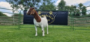 LOT 32 1X BOER GOAT FLOCK PREGNANT DOE SHONGOLOLO BOERBOK STOET 1563